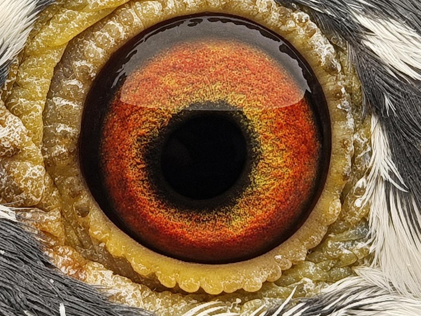 Pigeon eye